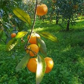 Satsuma